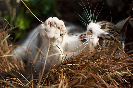 cat playing in grass